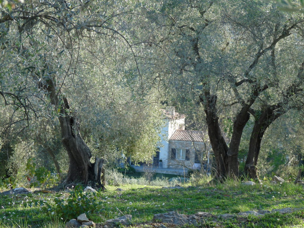 Oliveraie à Opio en Provence